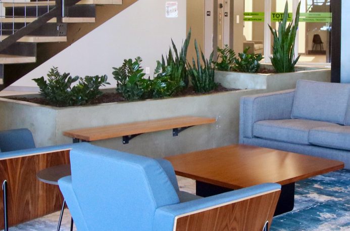 biophilic interior design by Intermountain Plant Works