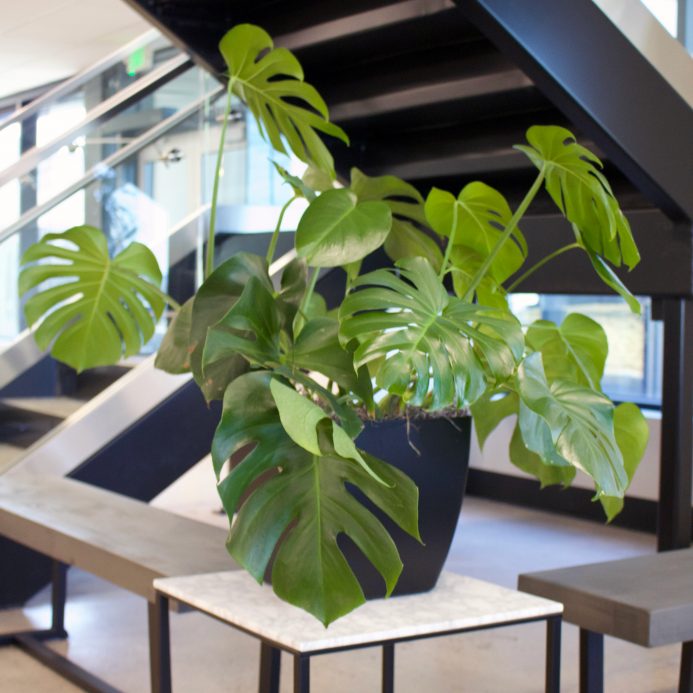 biophilia by Intermountain Plant Works